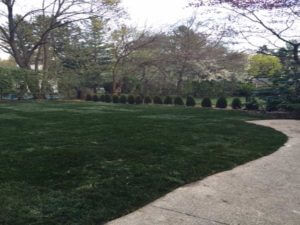 Fresh Grass 300x225 Fresh Grass 300x225
